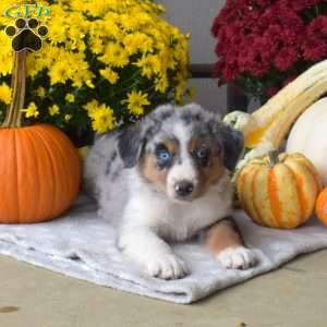Sparkles, Australian Shepherd Puppy