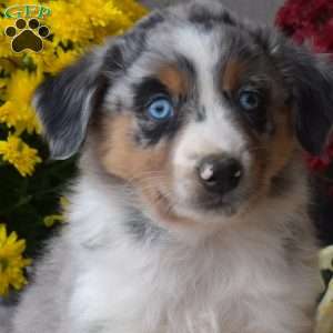 Sparkles, Australian Shepherd Puppy