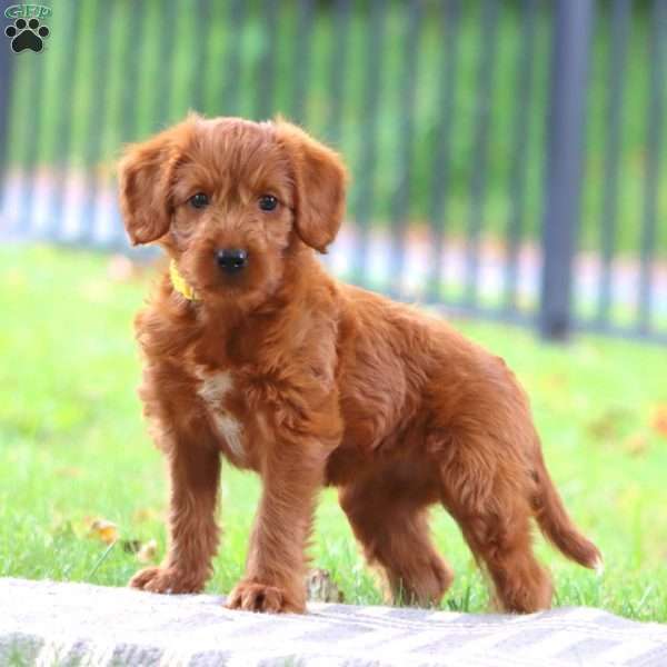Sparkles, Labradoodle Puppy