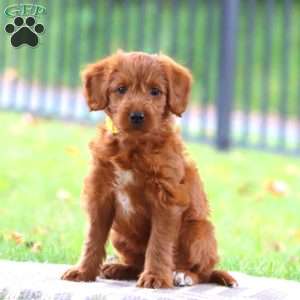 Sparkles, Labradoodle Puppy