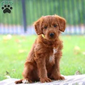 Sparkles, Labradoodle Puppy