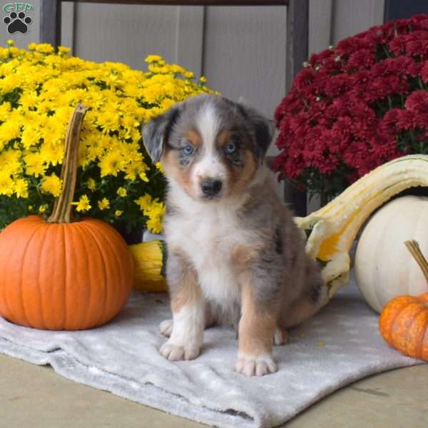 Sparky, Australian Shepherd Puppy