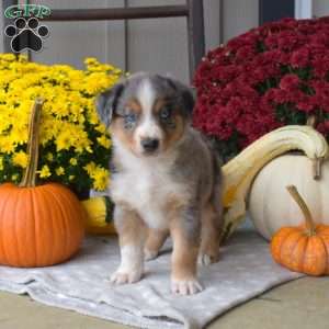 Sparky, Australian Shepherd Puppy