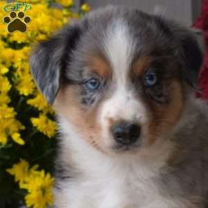 Sparky, Australian Shepherd Puppy