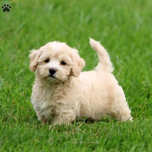 Sparky, Havapoo Puppy
