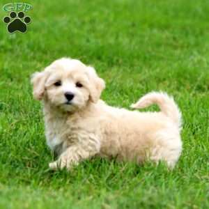 Sparky, Havapoo Puppy