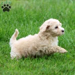 Sparky, Havapoo Puppy