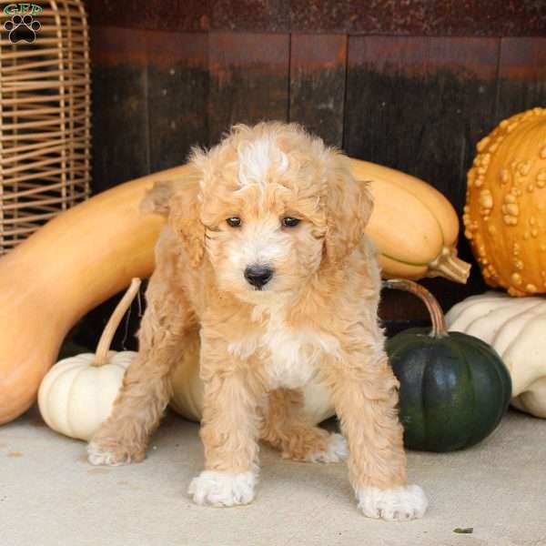 Spencer, Bich-Poo Puppy