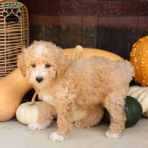 Spencer, Bich-Poo Puppy