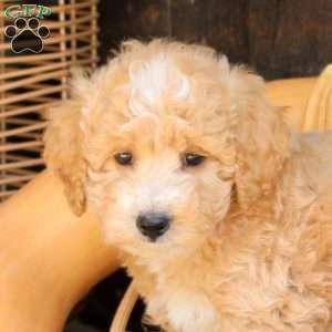 Spencer, Bich-Poo Puppy