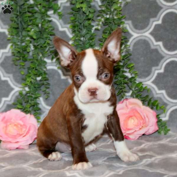 Spencer, Boston Terrier Puppy