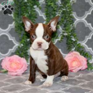 Spencer, Boston Terrier Puppy