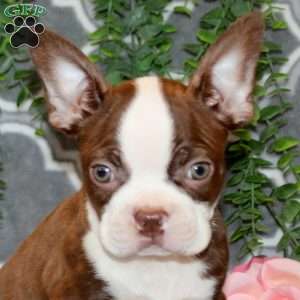 Spencer, Boston Terrier Puppy