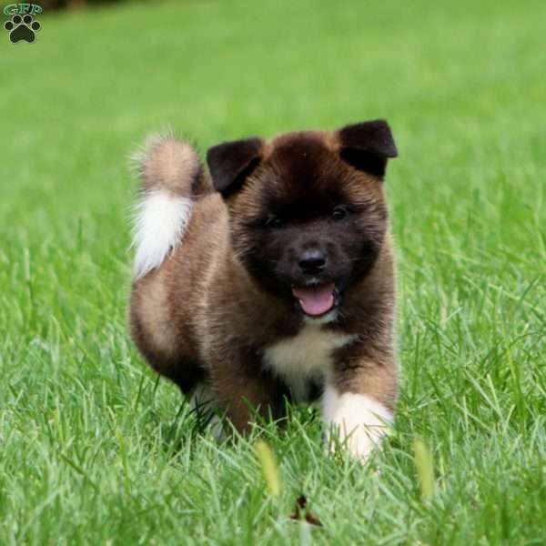 Spiffy, Akita Puppy