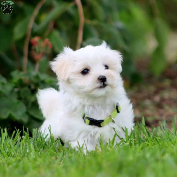 Spiffy, Maltese Puppy