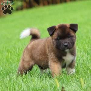 Spiffy, Akita Puppy