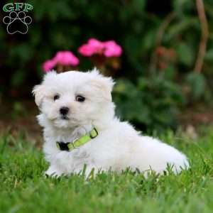Spiffy, Maltese Puppy