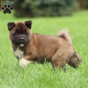 Spiffy, Akita Puppy