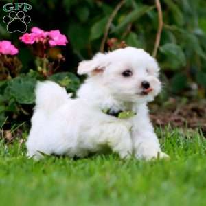 Spiffy, Maltese Puppy