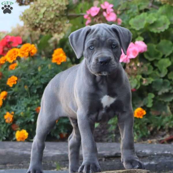 Splash, Cane Corso Puppy