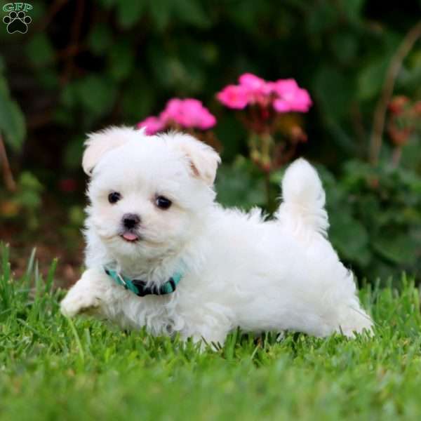 Splash, Maltese Puppy