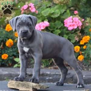 Splash, Cane Corso Puppy