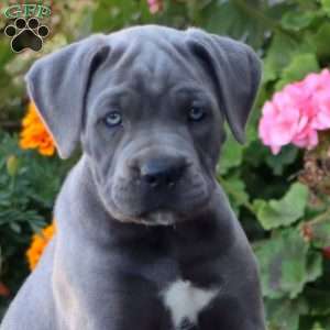Splash, Cane Corso Puppy