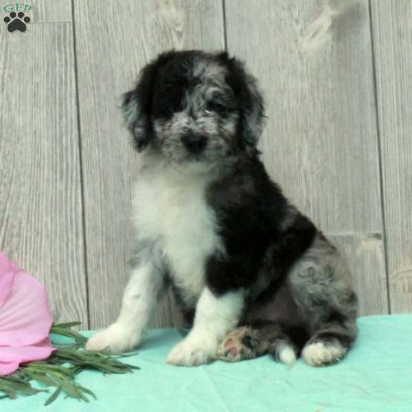 Spot, Borderdoodle Puppy
