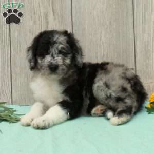 Spot, Borderdoodle Puppy