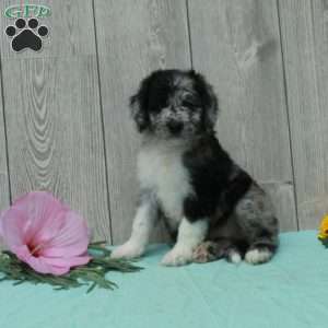Spot, Borderdoodle Puppy