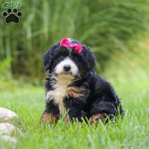 Spree, Mini Bernedoodle Puppy