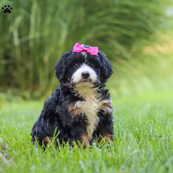 Spree, Mini Bernedoodle Puppy