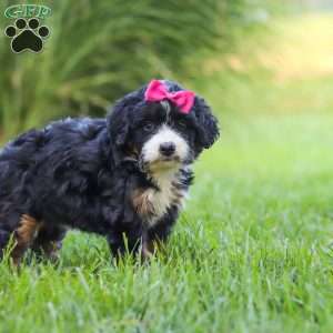 Spree, Mini Bernedoodle Puppy