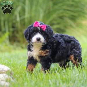 Spree, Mini Bernedoodle Puppy