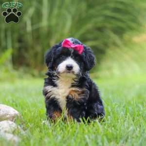 Spree, Mini Bernedoodle Puppy