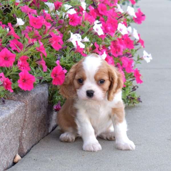Sprout, Cavalier King Charles Spaniel Puppy