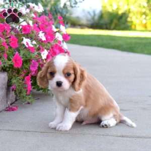 Sprout, Cavalier King Charles Spaniel Puppy