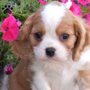 Sprout, Cavalier King Charles Spaniel Puppy