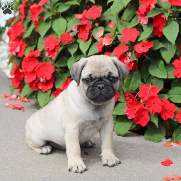 Squirt, Pug Puppy