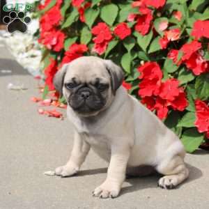 Squirt, Pug Puppy