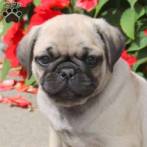 Squirt, Pug Puppy