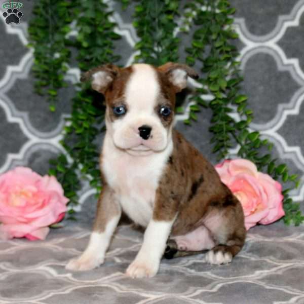 Stanley, Boston Terrier Puppy