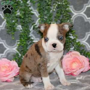 Stanley, Boston Terrier Puppy