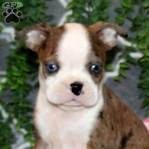 Stanley, Boston Terrier Puppy