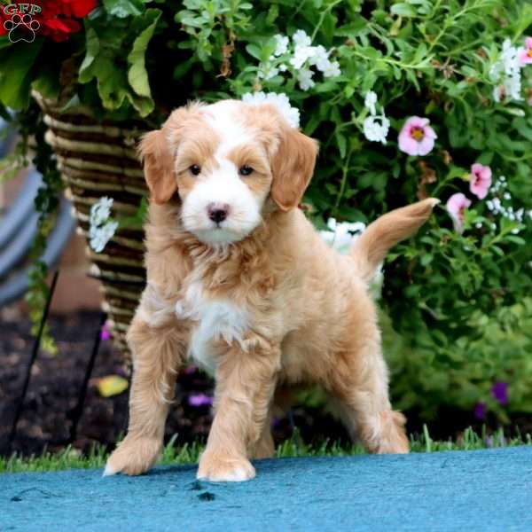 Star, Mini Bernedoodle Puppy