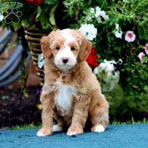 Star, Mini Bernedoodle Puppy