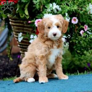Star, Mini Bernedoodle Puppy