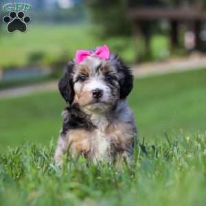 Starfire, Mini Bernedoodle Puppy