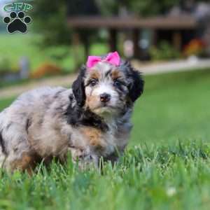 Starfire, Mini Bernedoodle Puppy