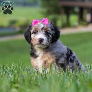 Starfire, Mini Bernedoodle Puppy